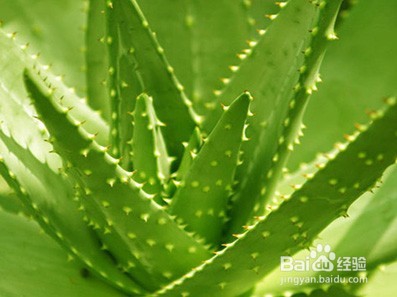 18种常见室内植物的功效