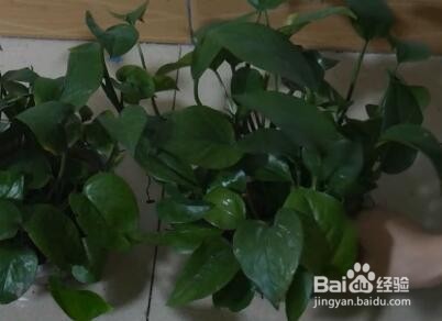 植物出现黄叶怎么办？