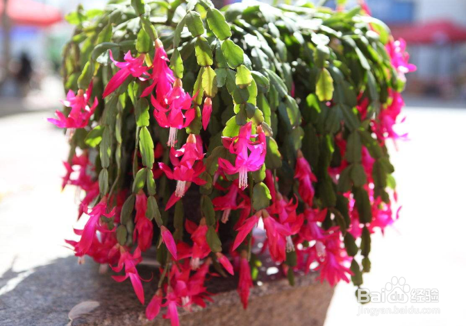 谢召兰花怎么养