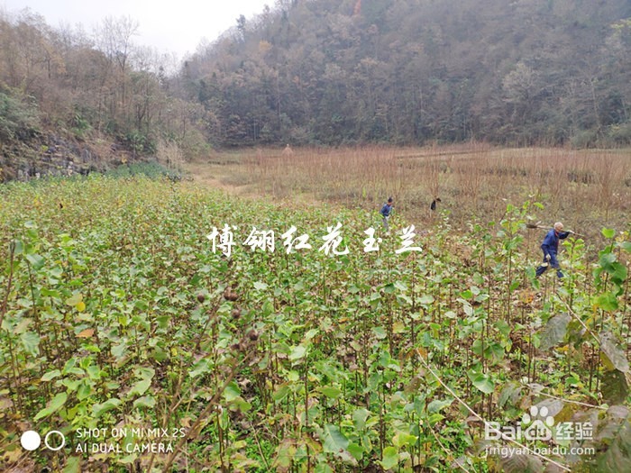 红花玉兰越冬保护