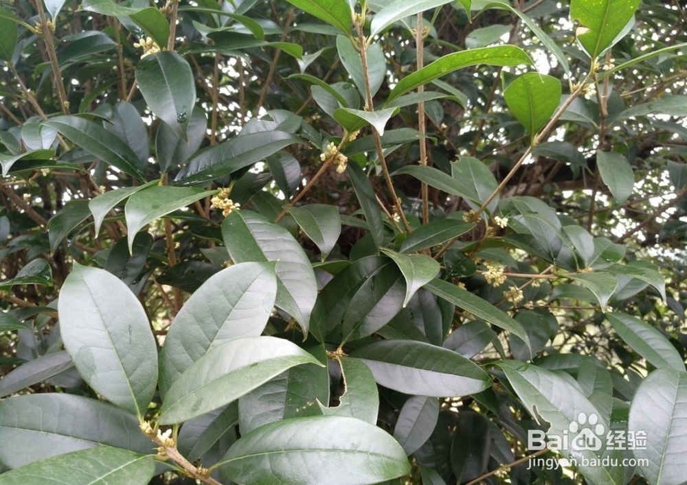 桂花的扦插繁殖
