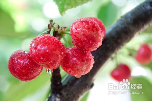 吃出来的嫩滑透白 鲜果肌肤美白术