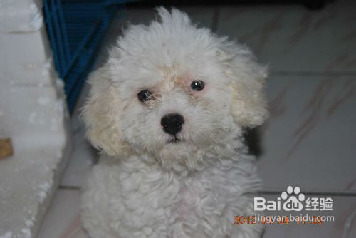 导致宠物狗比熊犬脱毛的七种疾病