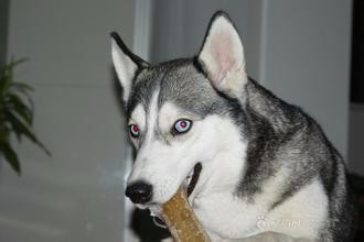 烤瓷牙崩瓷怎么办