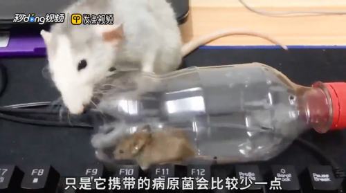 花枝鼠和老鼠有什么区别 百度经验