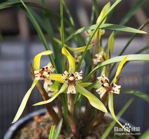 企黑墨兰种植方法