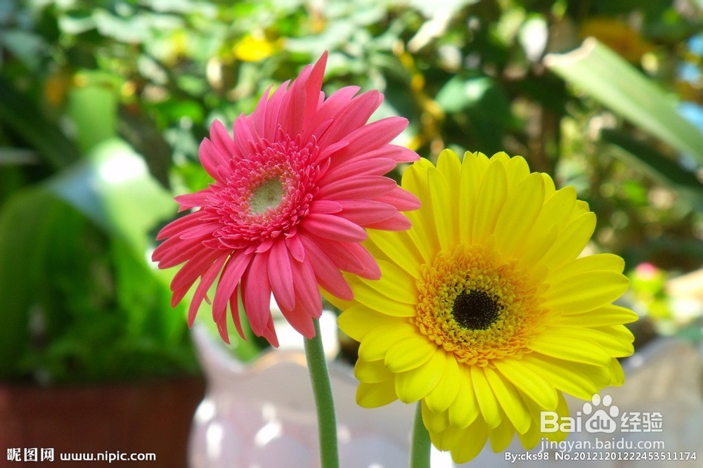 送男性朋友什么花好？