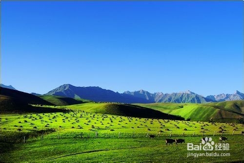 新缰自由行旅游攻略