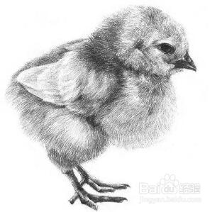 如何学习素描——素描小鸡的绘画教程