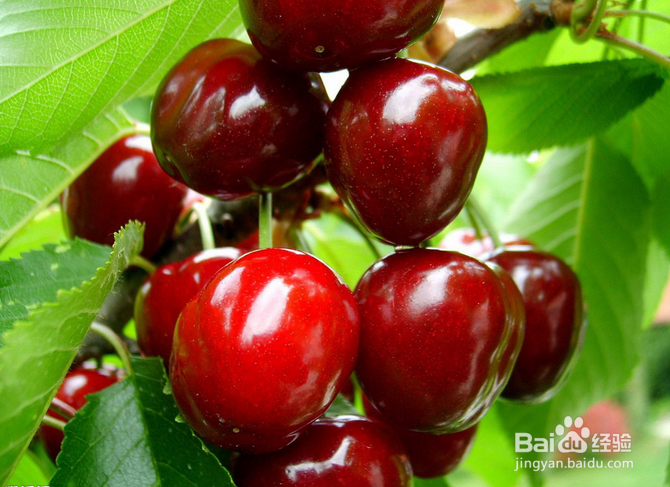 樱桃要怎样吃