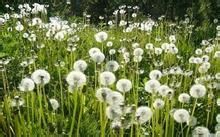 防止脱发食疗法