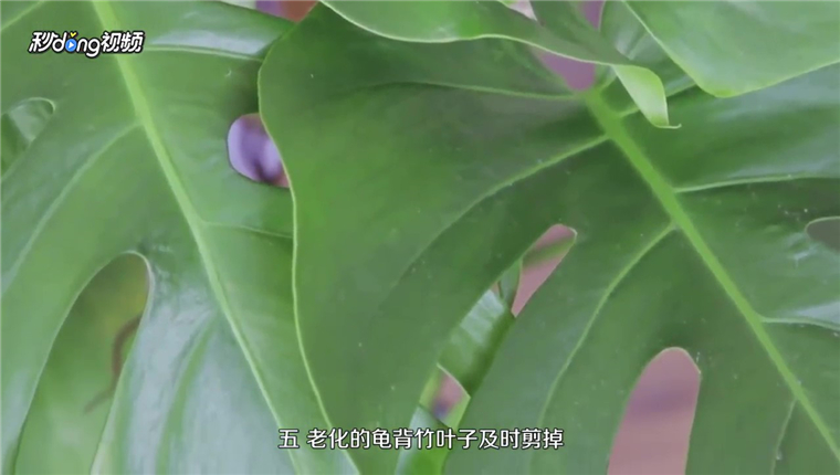 龟背竹怎么修剪