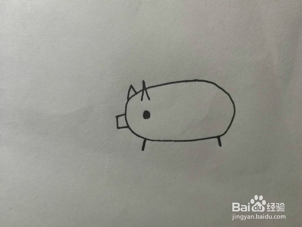 简笔画小胖猪