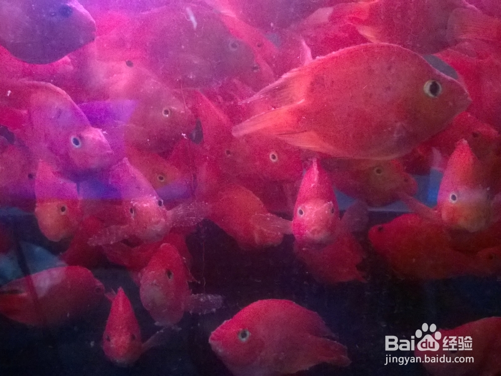 分享下热带鱼血鹦鹉常见病--水酸
