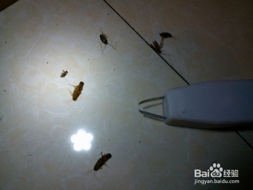 如何使用电子灭蟑器安全无毒灭蟑螂