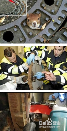 当你们看完这些故事后,请善待你身边每一个动物