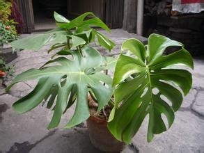 居室内种什么花更健康