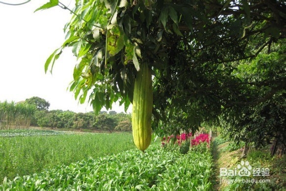 东莞元旦去哪玩
