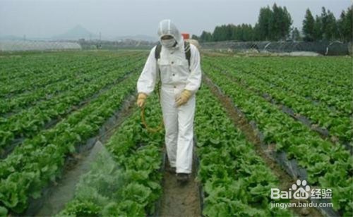 沙漠蝗灾对中国有何影响?中国怎么治理蝗灾?