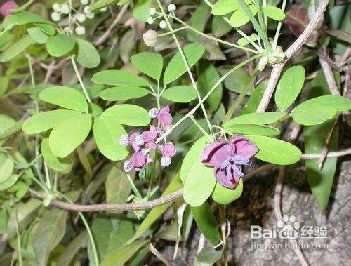 木通的功效与作用 百度经验