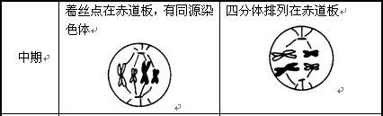 如何区别有丝分裂与减数分裂各时期图像