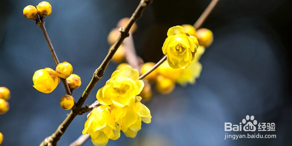 腊梅怎么造型