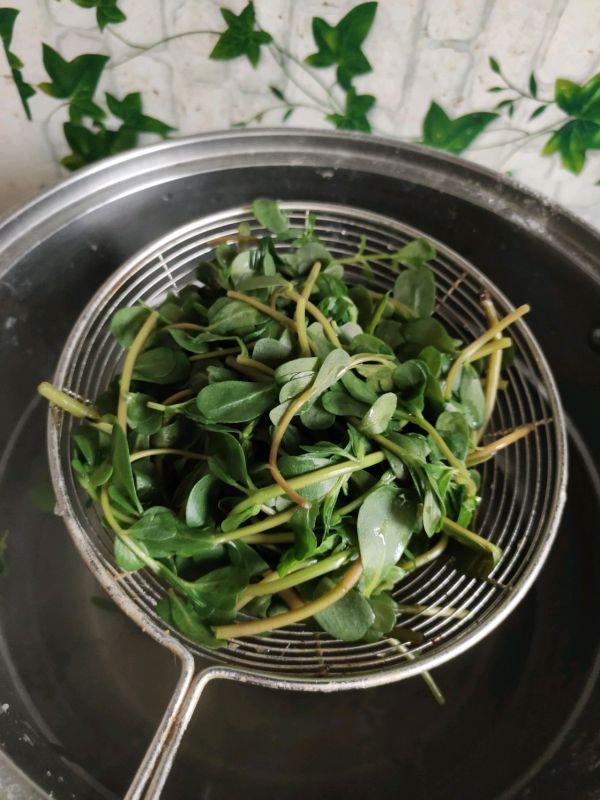 野味小菜凉拌马齿苋