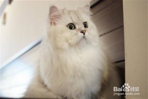 波斯猫应该怎么养