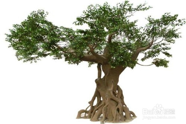 榕树的养殖方法和注意事项有什么?