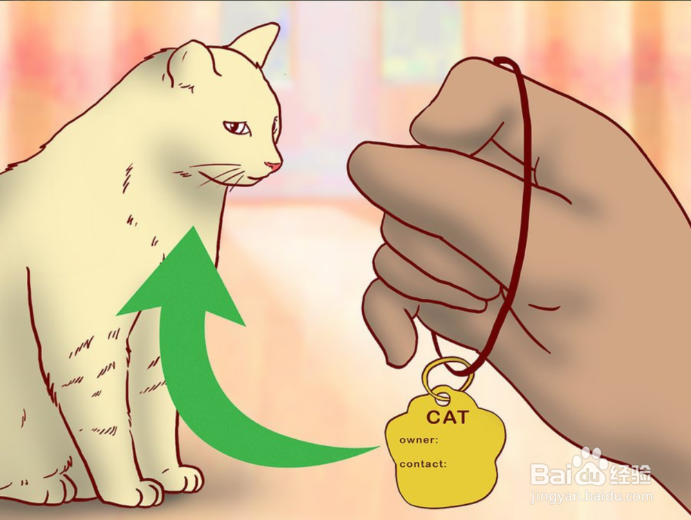 教你如何一只小猫开始养和注意事项有哪些?