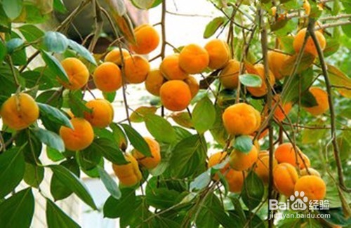 柿子有哪些营养？