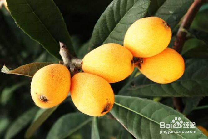 枇杷的分类与价值图解