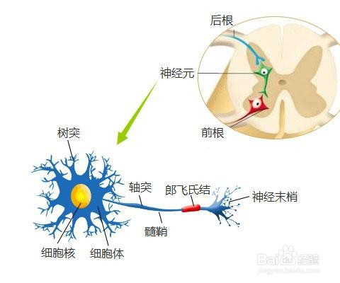 4 青年與壯年發病者可見於齒狀核