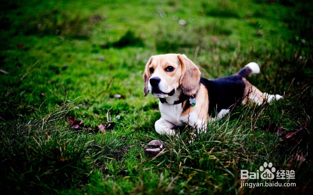 怎么样才能走出丢失狗狗的痛苦
