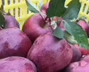 冰糖心苹果有什么营养