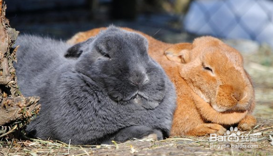 夏天为宠物提供足够的水分尤为重要