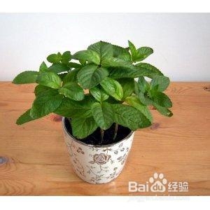 如何除去新房中的异味