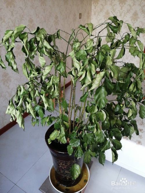 生活/家居 > 生活常识 1 幸福树的叶子发黑脱落,很有可能是高温高湿