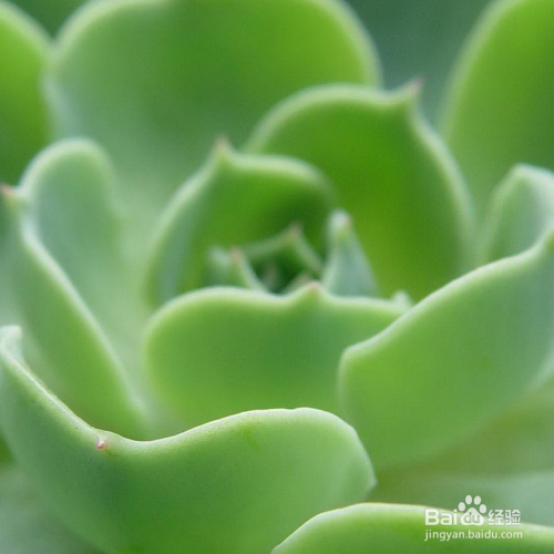 多肉冬天怎么养护