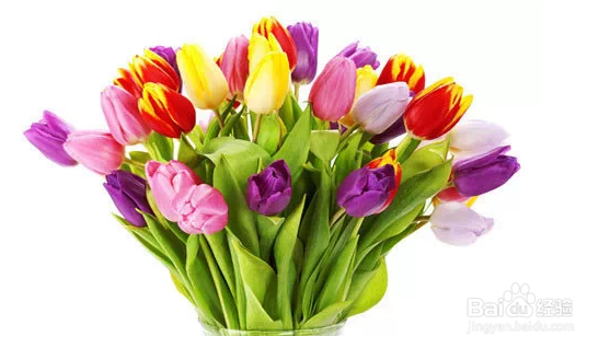 几种常见的家庭不宜存放的花卉