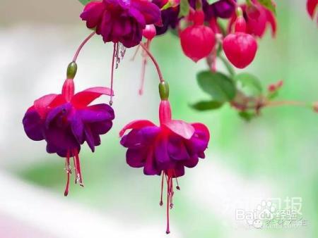 世界最美的8款垂吊花，看一眼就疯狂！