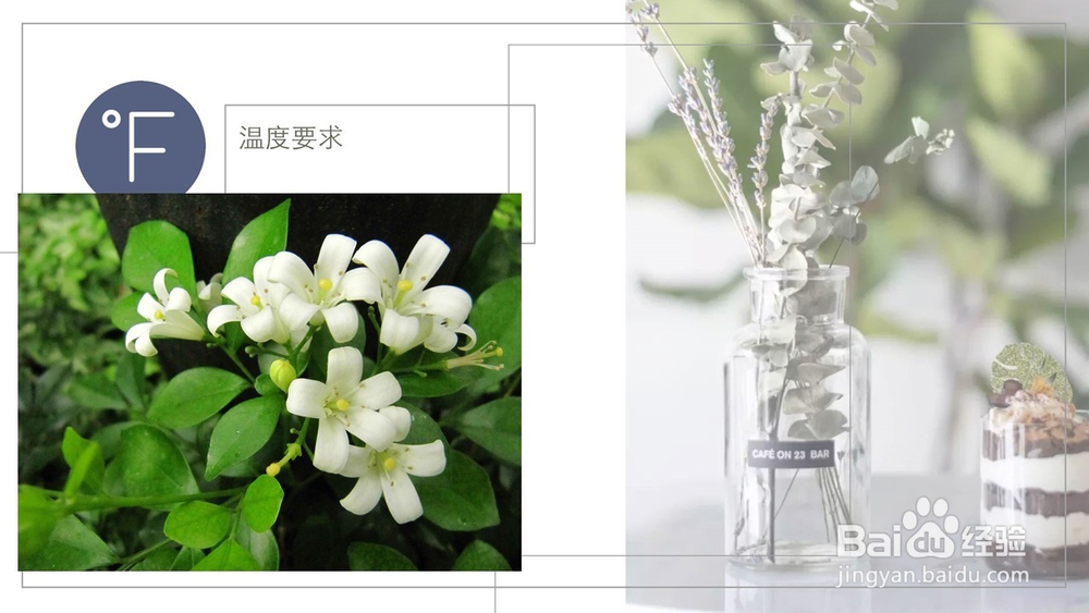 七里香九里香怎么养/生活习性