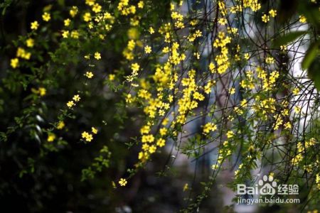 迎春花年年见，但你知道“报春花”吗
