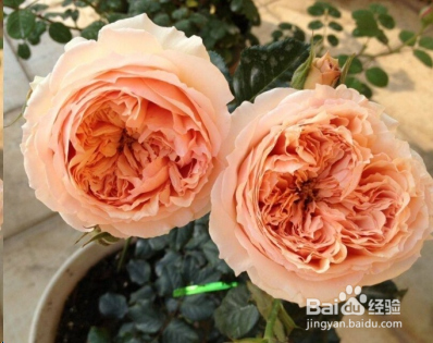 蓝妖：不可错过的经典灌木月季品种介绍