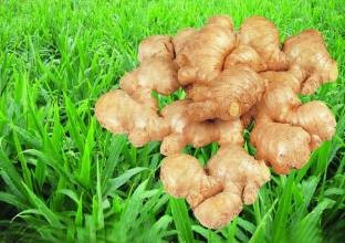 快速去痘痘的偏方，这些你造吗？