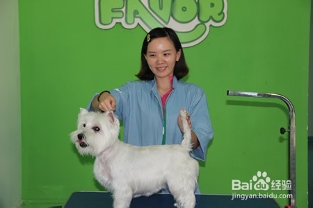 宠物狗的洗澡需要注意什么