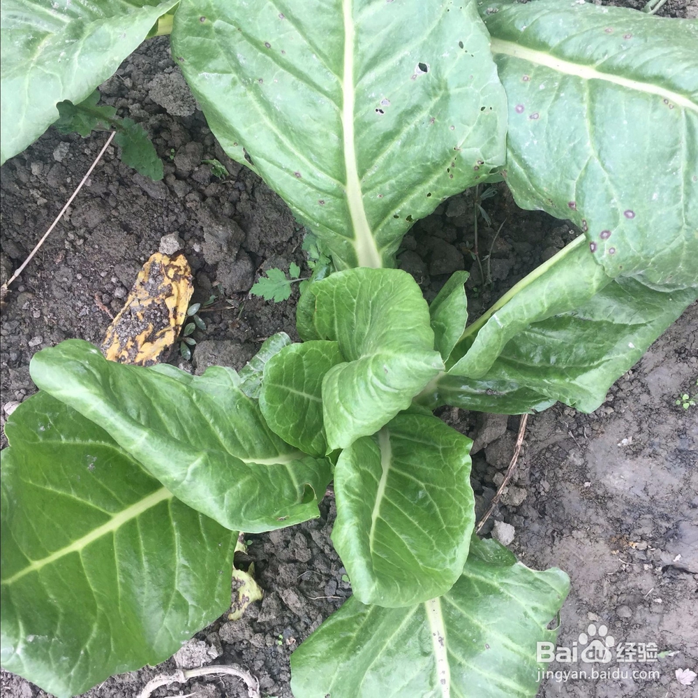 十一月末的时令蔬菜