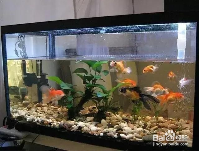 怎样挑选鱼缸