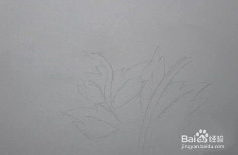 怎样画出菊花的简笔画