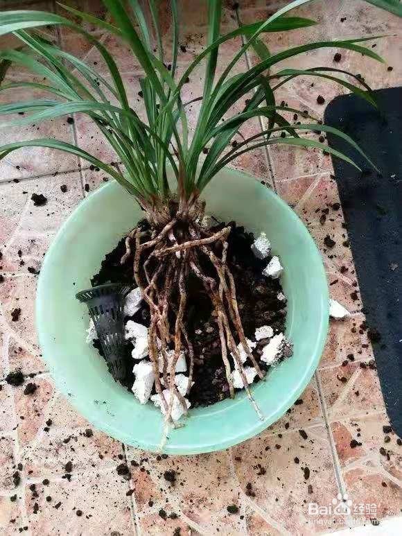 花卉换盆要警惕，方法不对白忙活，换1盆死1盆！